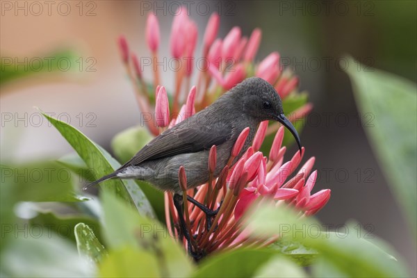 Seychelles sunbird (Cinnyris dussumieri)