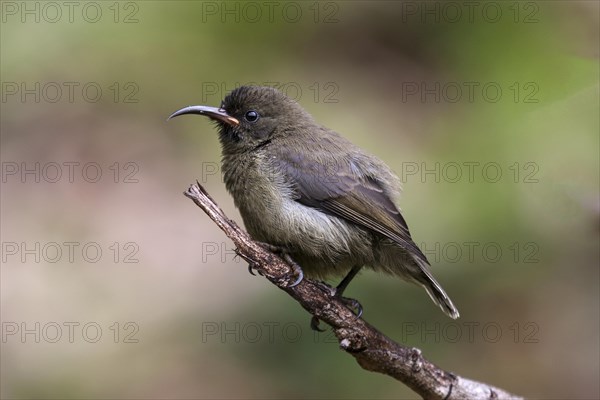 Young Seychelles sunbird (Cinnyris dussumieri) sitting on a branch