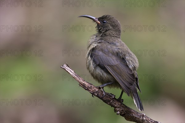 Young Seychelles sunbird (Cinnyris dussumieri) sitting on a branch