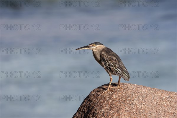 Striated heron (Butorides striatus) sitting on a granite rock