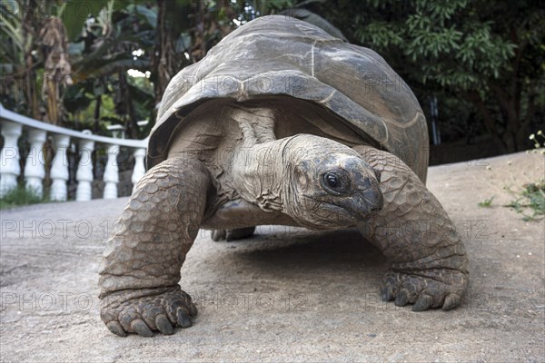 Aldabra Giant Tortoise (Aldabrachelys)