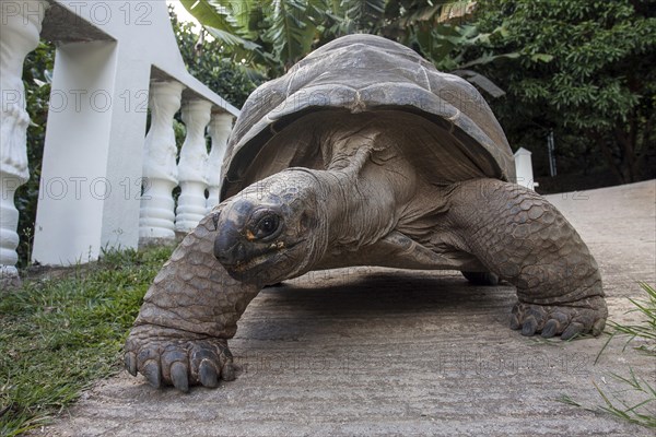 Aldabra Giant Tortoise (Aldabrachelys)