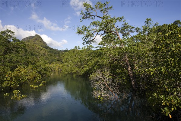 River with mangrove trees