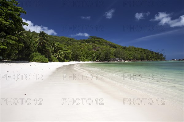 Dreamlike white sand beach with palm trees