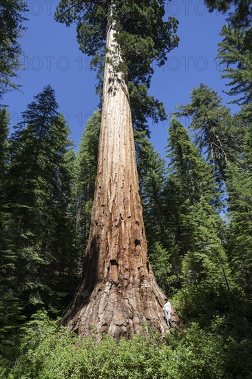 Redwood (Sequoioideae)