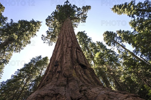 Redwood (Sequoioideae)