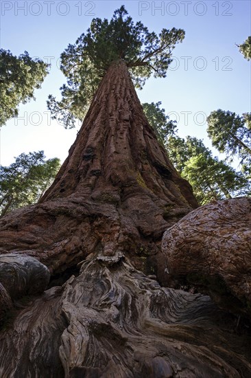 Redwood (Sequoioideae)