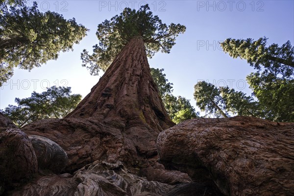 Redwood (Sequoioideae)