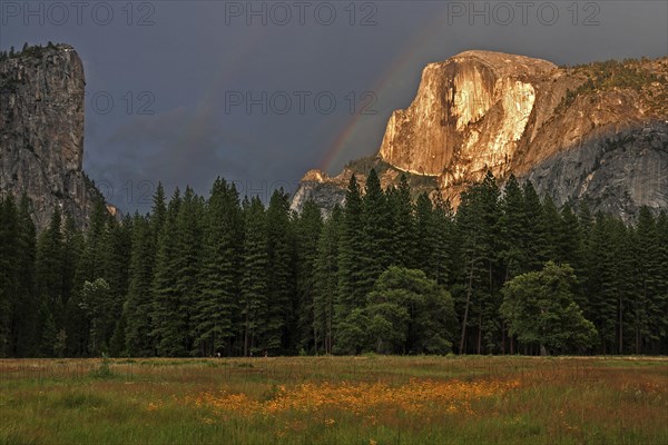 Flower meadow in Yosemite Valley