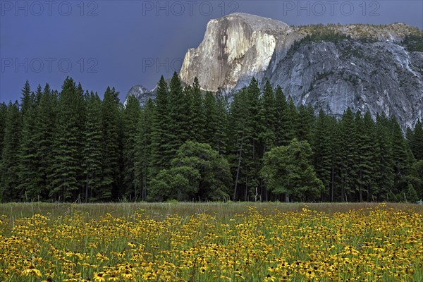 Flower meadow in Yosemite Valley