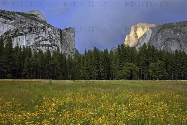 Flower meadow in Yosemite Valley