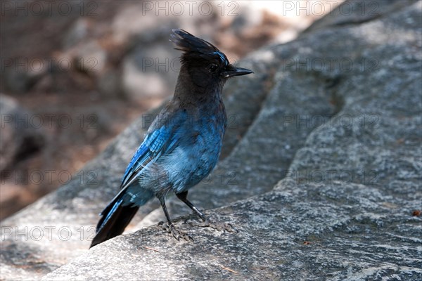 Steller's jay (Cyanocitta stelleri)