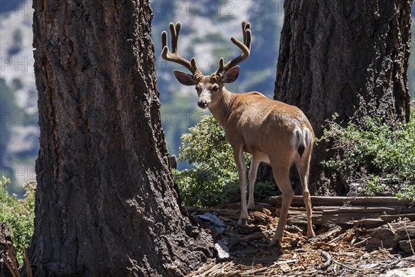 Mule deer (Odocoileus hemionus)