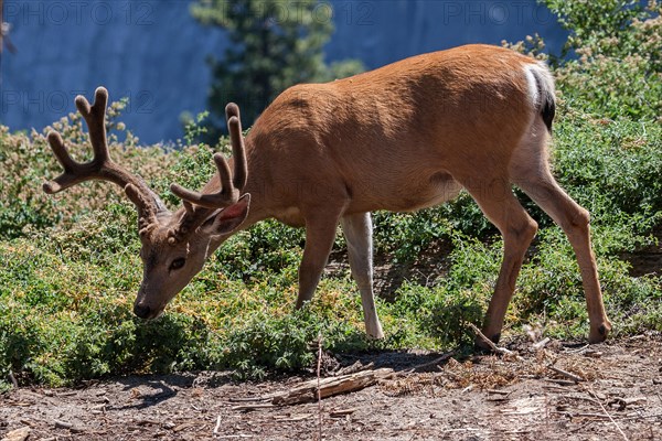 Mule deer (Odocoileus hemionus)