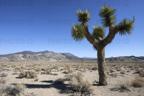 Joshua tree or yucca palm (Yucca brevifolia) near Death Valley