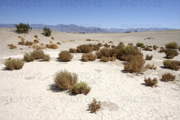 Mesquite Flat Sand Dunes