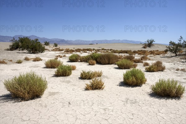 Mesquite Flat Sand Dunes