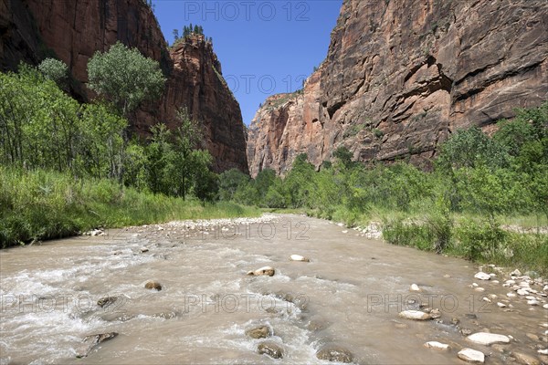 North Fork Virgin River