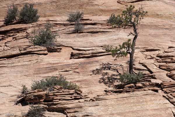 Trees and shrubs growing on sandstone