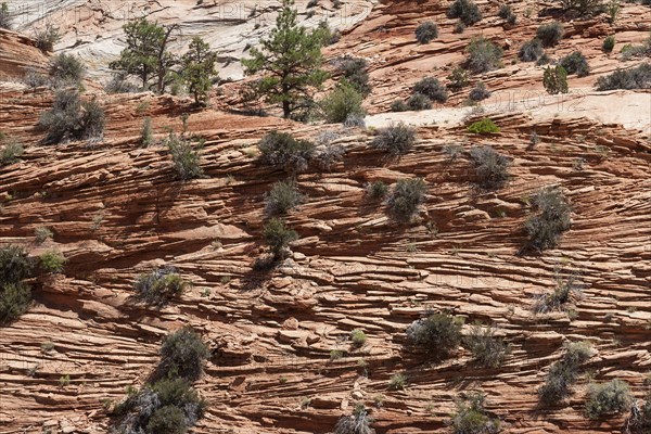 Sandstone rock formations at Zion-Mount Carmel Highway