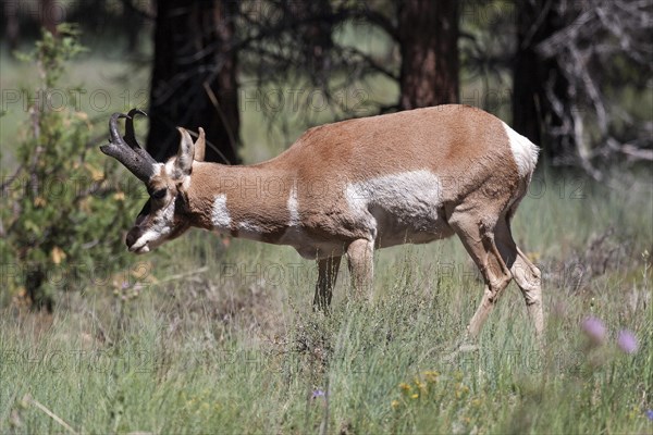 Pronghorn antelope (Antilocapra americana)