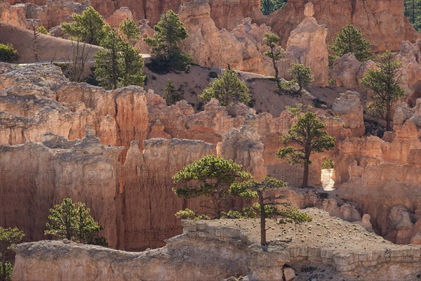 View of coloured rock formations and pine (Pinus sp.) trees