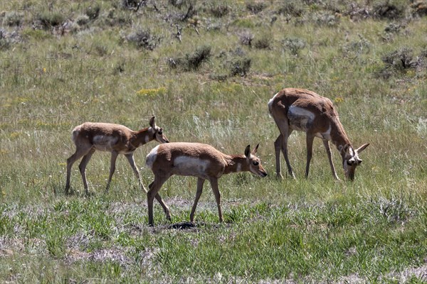 Pronghorn (Antilocapra americana)