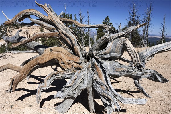 Rocky Mountain bristlecone pine (Pinus aristata)