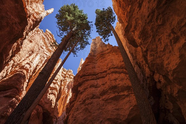 Douglas fir (Pseudotsuga menziesii) growing between tall cliffs