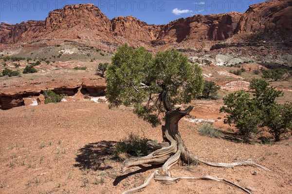 Landscape and rock formations in Capitol Reef National Park