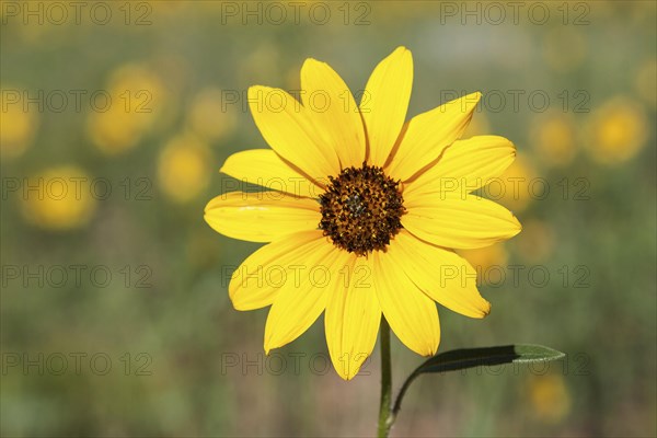 Yellow coneflower (Rudbeckia sp.)