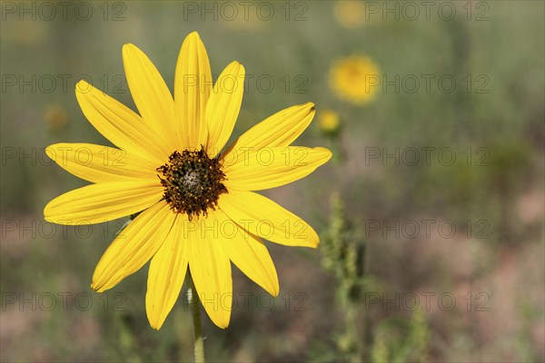 Yellow coneflower (Rudbeckia sp.)