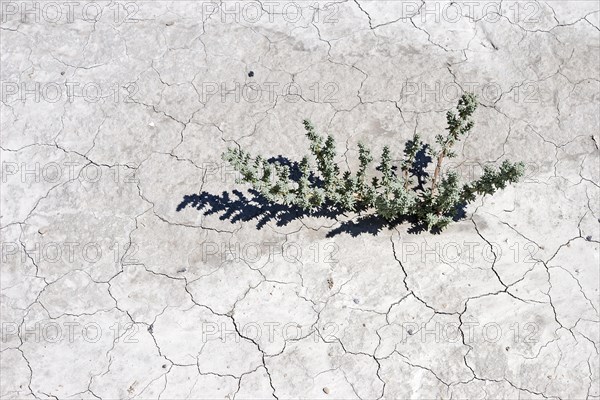 Plant growing through dry cracks in ground