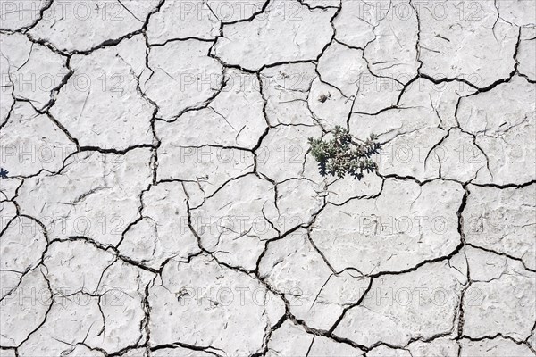 Plant growing through dry cracks in ground