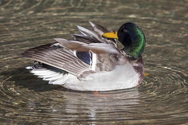 Mallard or wild duck (Anas platyrhynchos) swimming in water