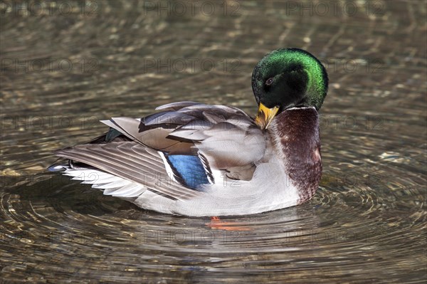 Mallard or wild duck (Anas platyrhynchos) swimming in water