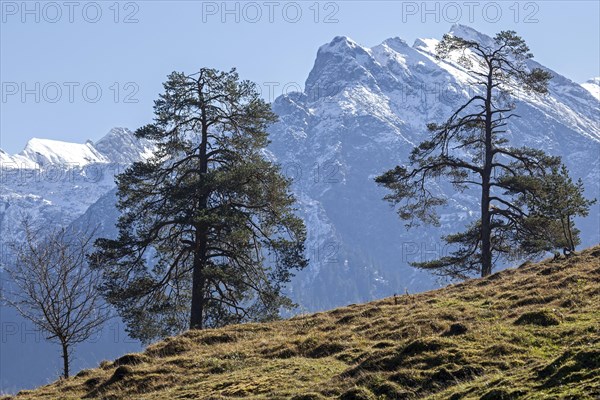 Alpine meadow with trees