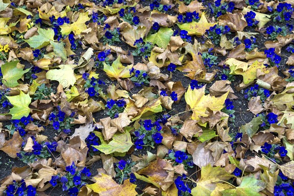 Blue pansy (Viola wittrockiana) amongst autumn leaves