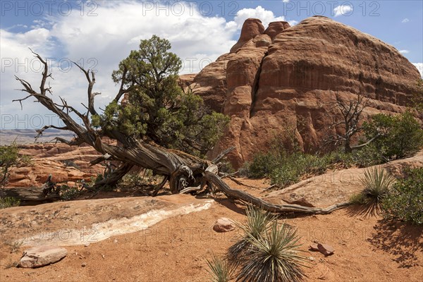 Rock formations at Devil's Garden Trailhead