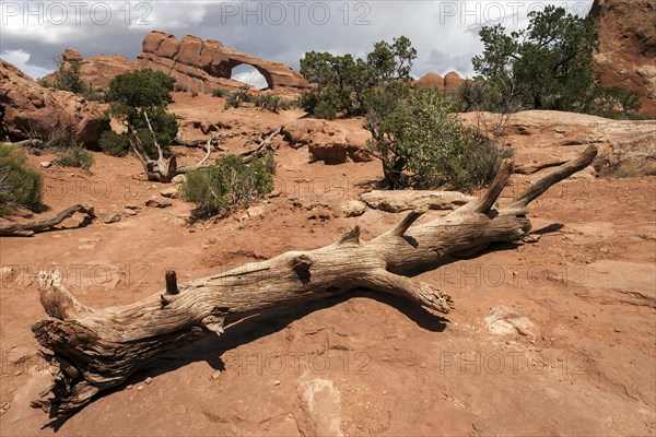 Skyline Arch