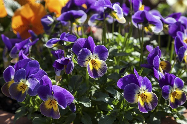 Wild pansy (Viola tricolor)