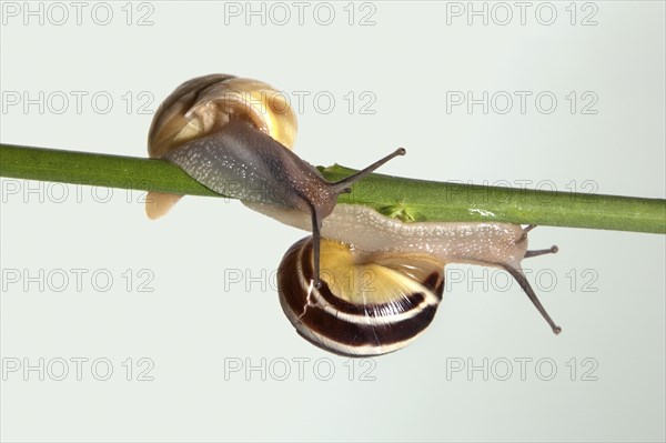 Two banded snails (Cepaea sp.) on stalk
