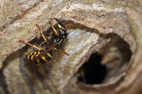 Wasp (Vespinae) building nest