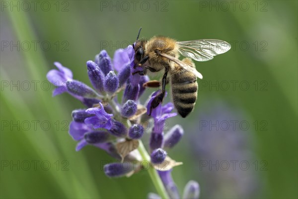 Honeybee (Apis sp.) on lavender (Lavandula sp.) flower