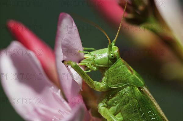 Great Green Bush-Cricket