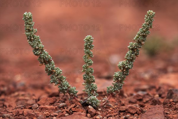 Desert plant in barren