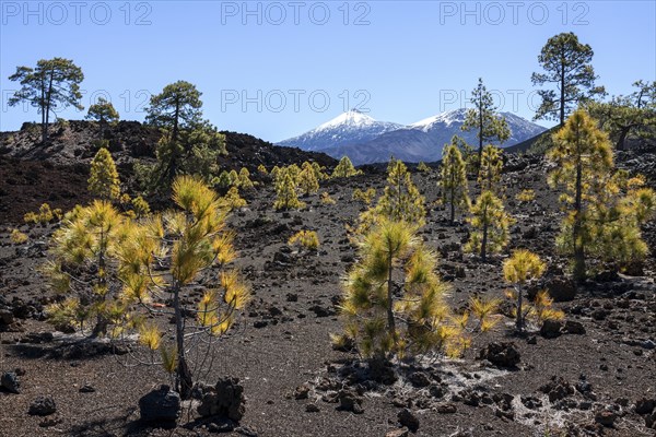 Canary pines (Pinus canariensis) in volcanic landscape