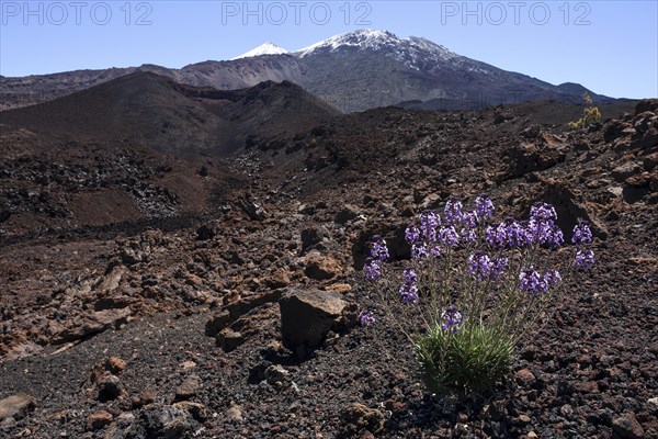 Volcanic landscape