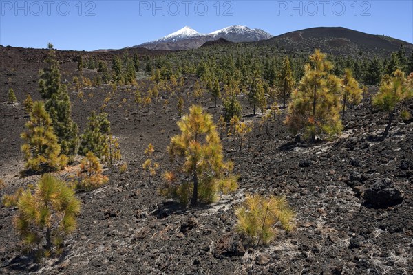 Canary pines (Pinus canariensis) in volcanic landscape