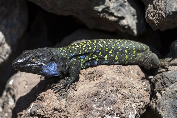 Gallot's lizard (Gallotia galloti)